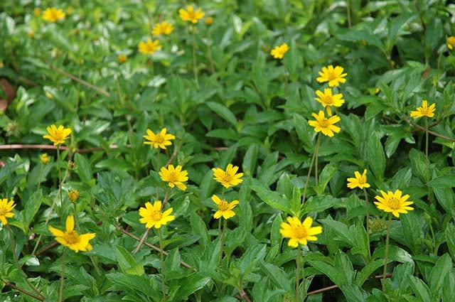Cây cỏ xuyến chi bầu đất